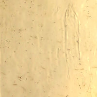 Glass Plate Champagne Antique Glass